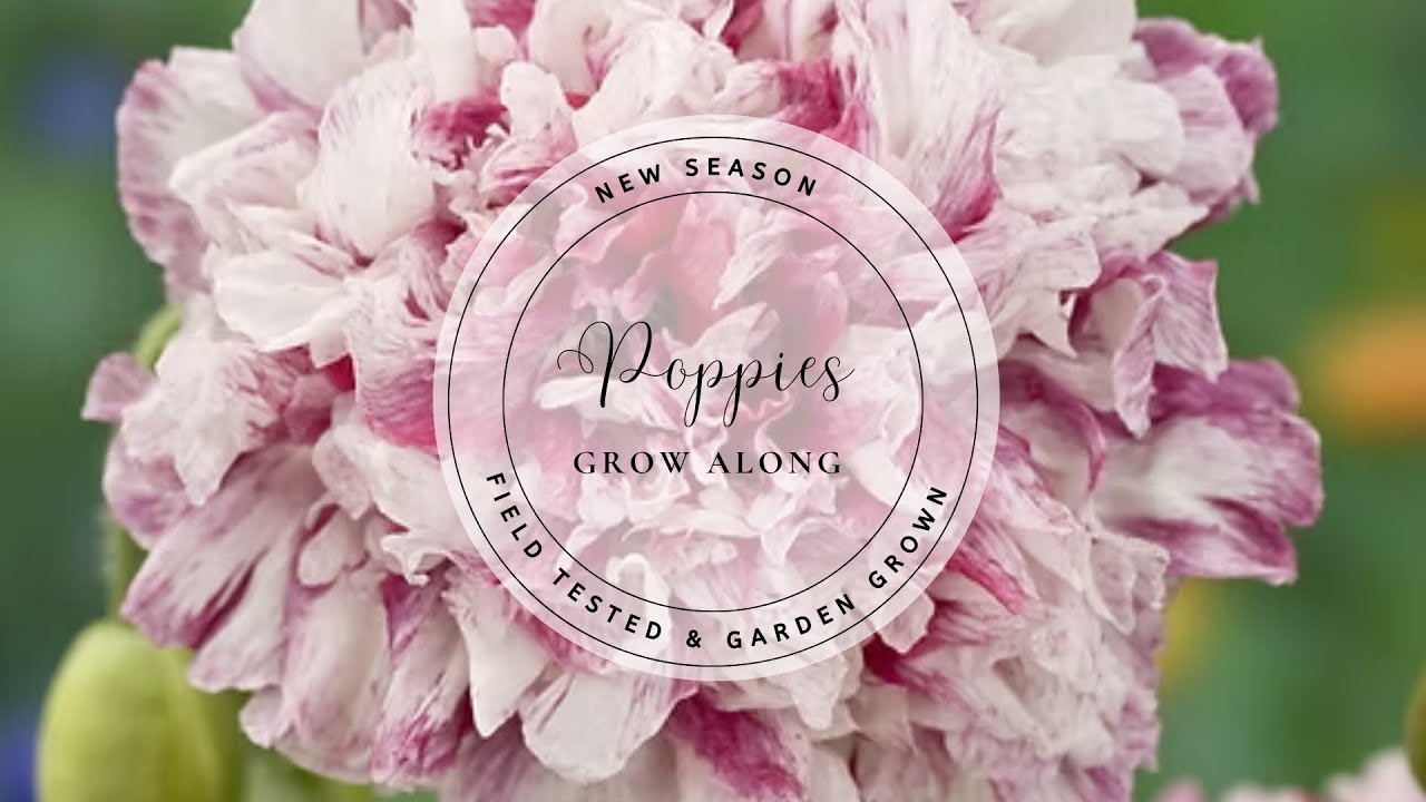 Как вырастить маки из семян | Пошаговое руководство по выращиванию