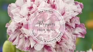 How to Grow Poppies from Seed | Step-by-Step Grow-Along