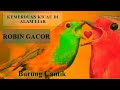 Burung Suara Merdu Gacor Kicau Alam Liar Robin Bird Singing Kicau Burung Hd Mp3 - Mp4 Download
