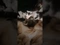 Pisicile se luptă🥰🥰😍😘😘😍😘😍😘😍😘😍😘♥️♥️♥️♥️♥️😻😻😻😻