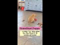 Puppy training doesnt have to feel like chaos not when you have a proven roadmap. #shorts