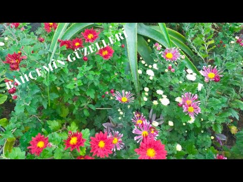 Video: Agapanthus Çiçeklenme Zamanı - Agapanthus Çiçeklenme Mevsimi Ne Zaman