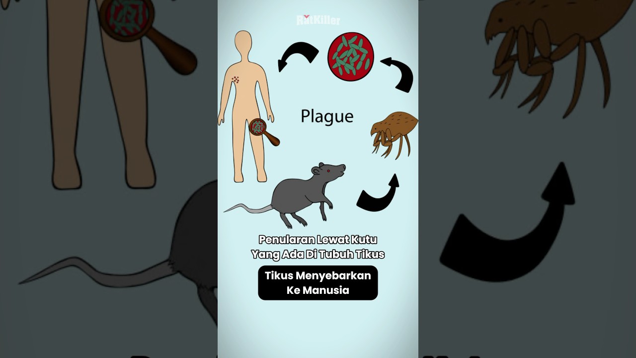 Penyakit Mematikan Yang Disebabkan Tikus