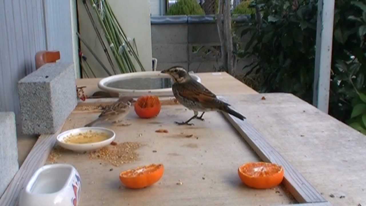 大の仲良しスズメとツグミ Tree Sparrow and Dusky Thrush getting along well 