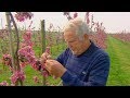 [Doku HD] Familienerbe NRW (1/4) Die Obstbauern vom Niederrhein