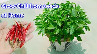 Easiest way to Grow Chili from Seeds at home,Grow Pepers from seeds,grow Chili in pot from Seeds