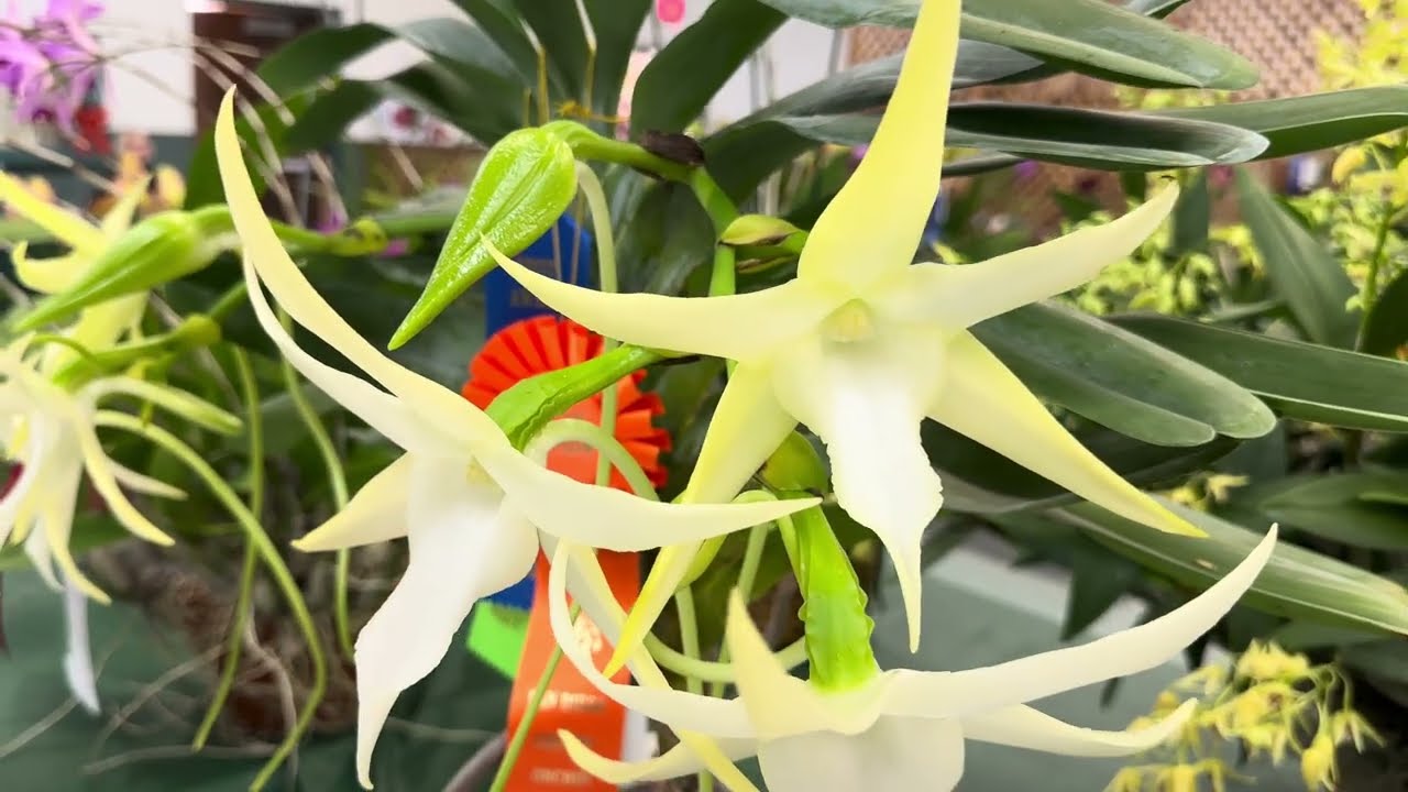 Darwin’s Orchid???!!! 🫨🫨🫨 #flowerorchid #plants #flower #flowerspecies #orchidworld #orchid