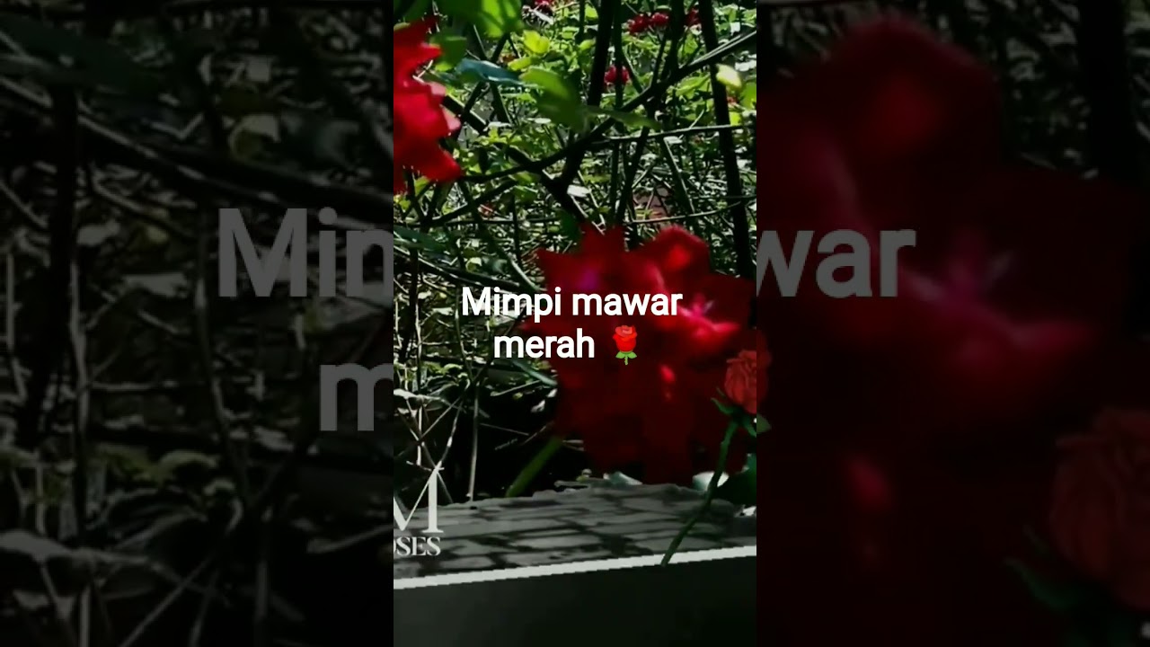 Primbon Jawa mengartikan adanya pintu kebahagiaan bila mimpi mawar merah mekar