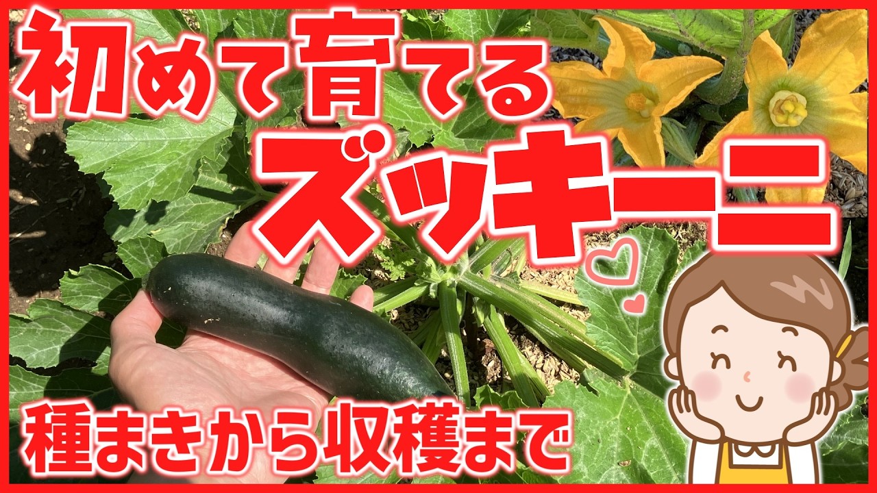 Home Gardening] Growing Zucchini from Seed: A Guide to Hand