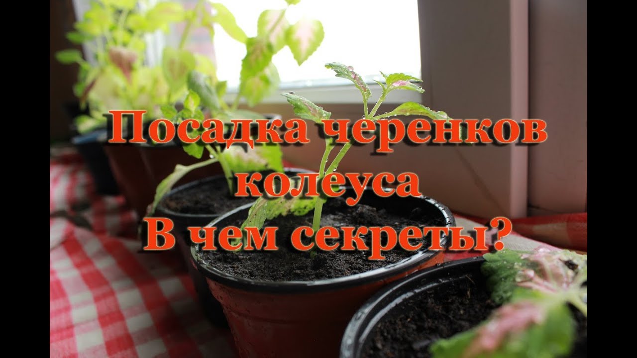 Как посадить черенки колеуса Размножение колеусов дома