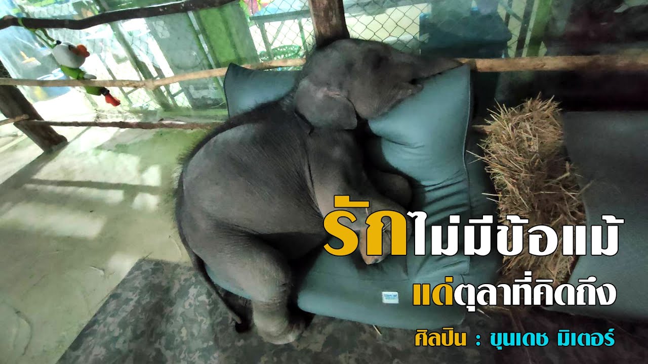 เพลง รักไม่มีข้อแม้ (แด่ตุลาที่คิดถึง) ใจแข็งฟังได้ ใจไม่แข็งข้ามไปนะครับ