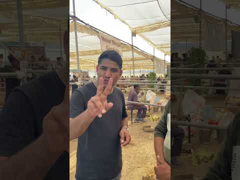 #cow #baffalo #dairyfarm #farming #murraha #cowfarm #cattlefarm #dairyherd #milk #dairyproducts