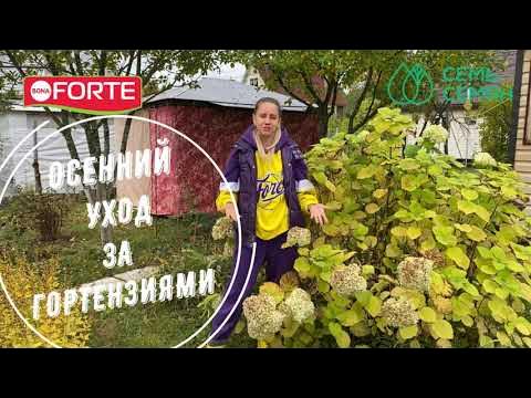 Удобрение для гортензий осенью под зиму