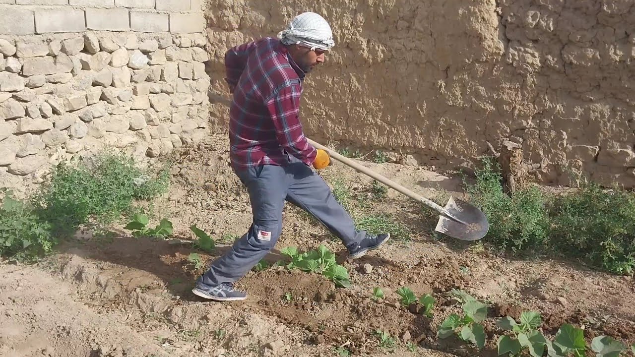 Weeding & Mounding Soil Around Young Cucumbers | Traditional Farming in Iran’s Countryside 🌱