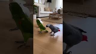 The groove that embarrassed someone instantly #funny #parrot #foryou #dance #dancevideo #fyp