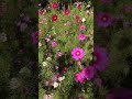 #お花 #お花のある暮らし #風景 #コスモス #秋 #エレクトーン #パッヘルベルのカノン
