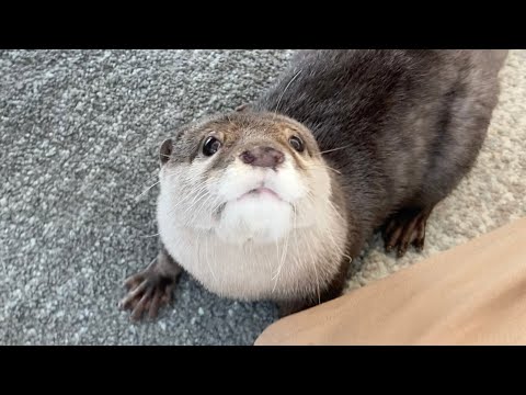 ???????????????????????????? The otter that wants otternip bites the catnip!