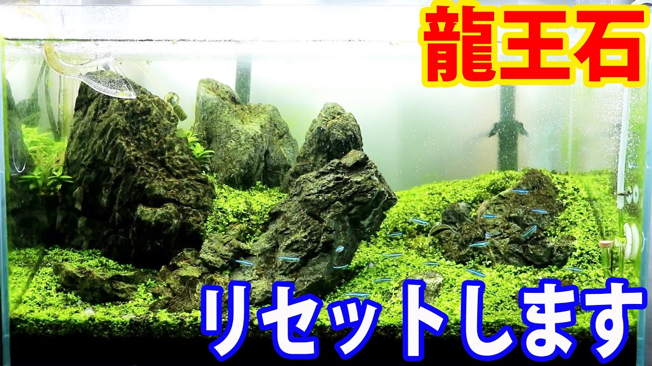 ADAの龍王石で組んだ岩組み水槽をリセットします - YouTube