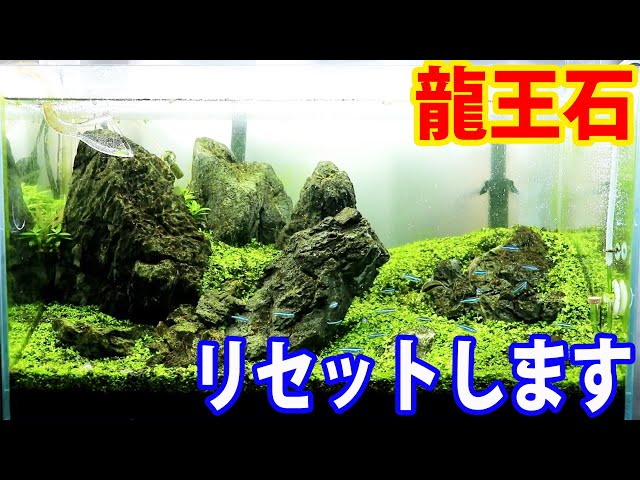 ADAの龍王石で組んだ岩組み水槽をリセットします - YouTube