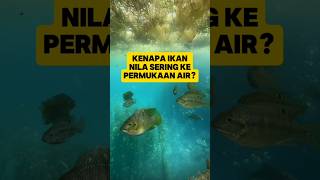 Kenapa Ikan nila sering naik ke permukaan Air... #shorts #air #water