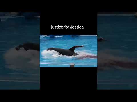 لحظة هجوم حوت الاوركا والمدربة جيسيكا  اكسبلور  موت جيسكا الدولفين