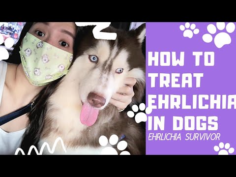 EHRLICHIA IN DOGS | HOW TO TREAT THIS TICK BORNE DISEASE