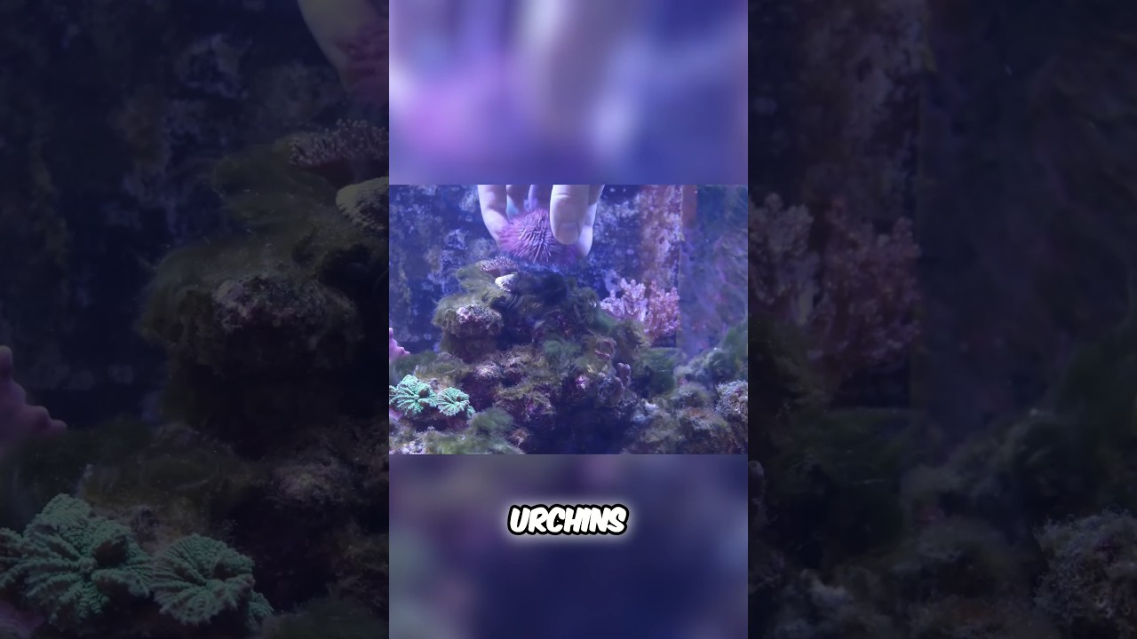 Sea Urchin Clean Up Crew For Reef Tank!
