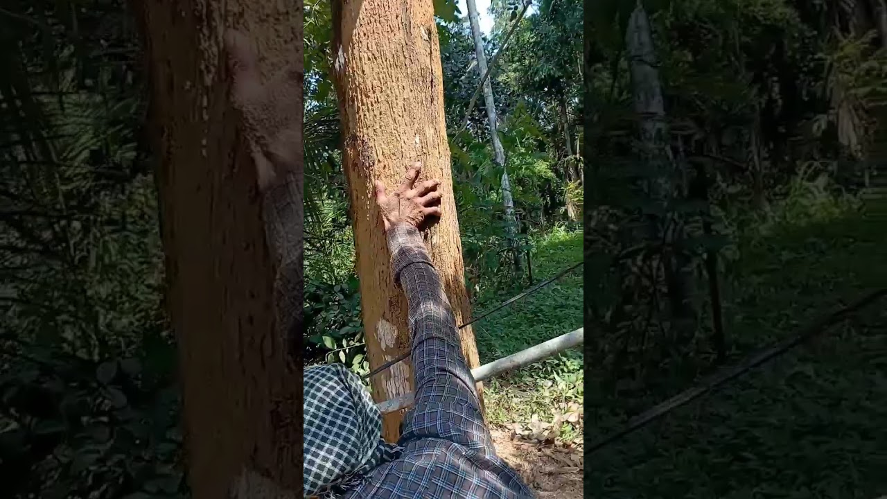 Silver tree cutting scene