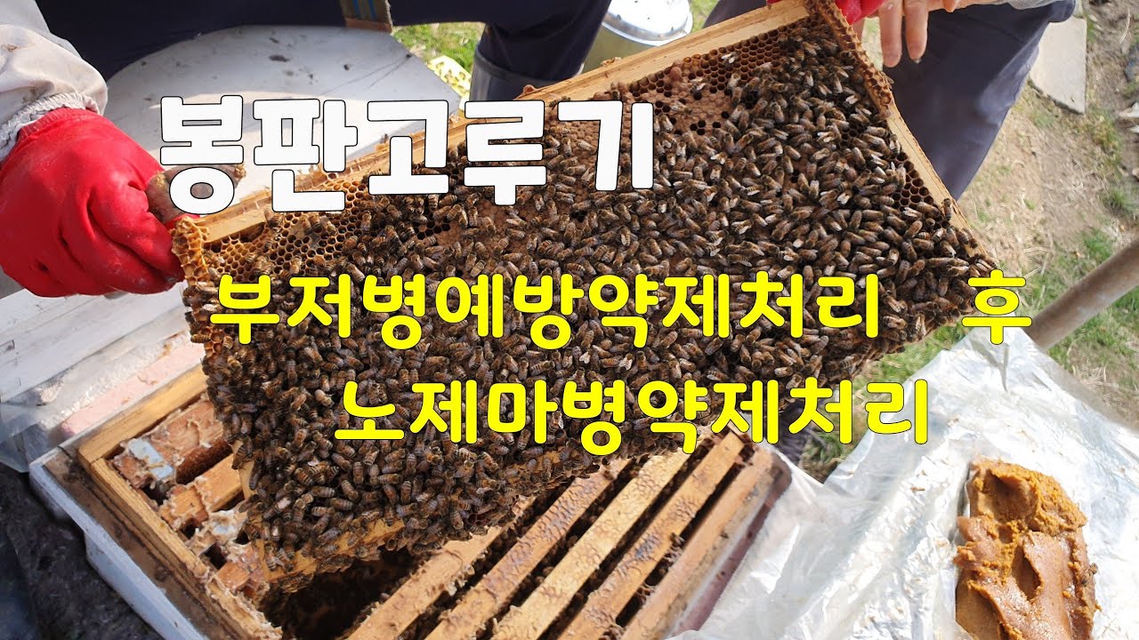 부저병 예방약제처리  후 노제마병약제처리