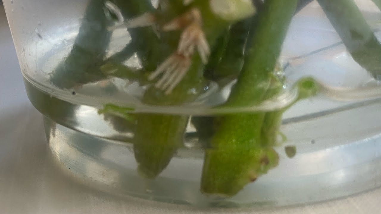 ПЕПІНО вкорінюється дууууже  швидко! Результат!!!