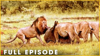 LION DYNASTY – Cast Out to Face the Harsh Law of the Wild (Full Episode) | Nature Animal Documentary