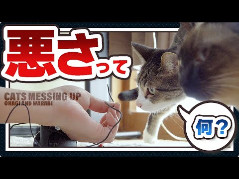 猫の悪さって何