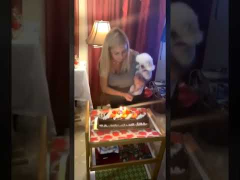 dogs-face-in-cake-prank-gone-wrong