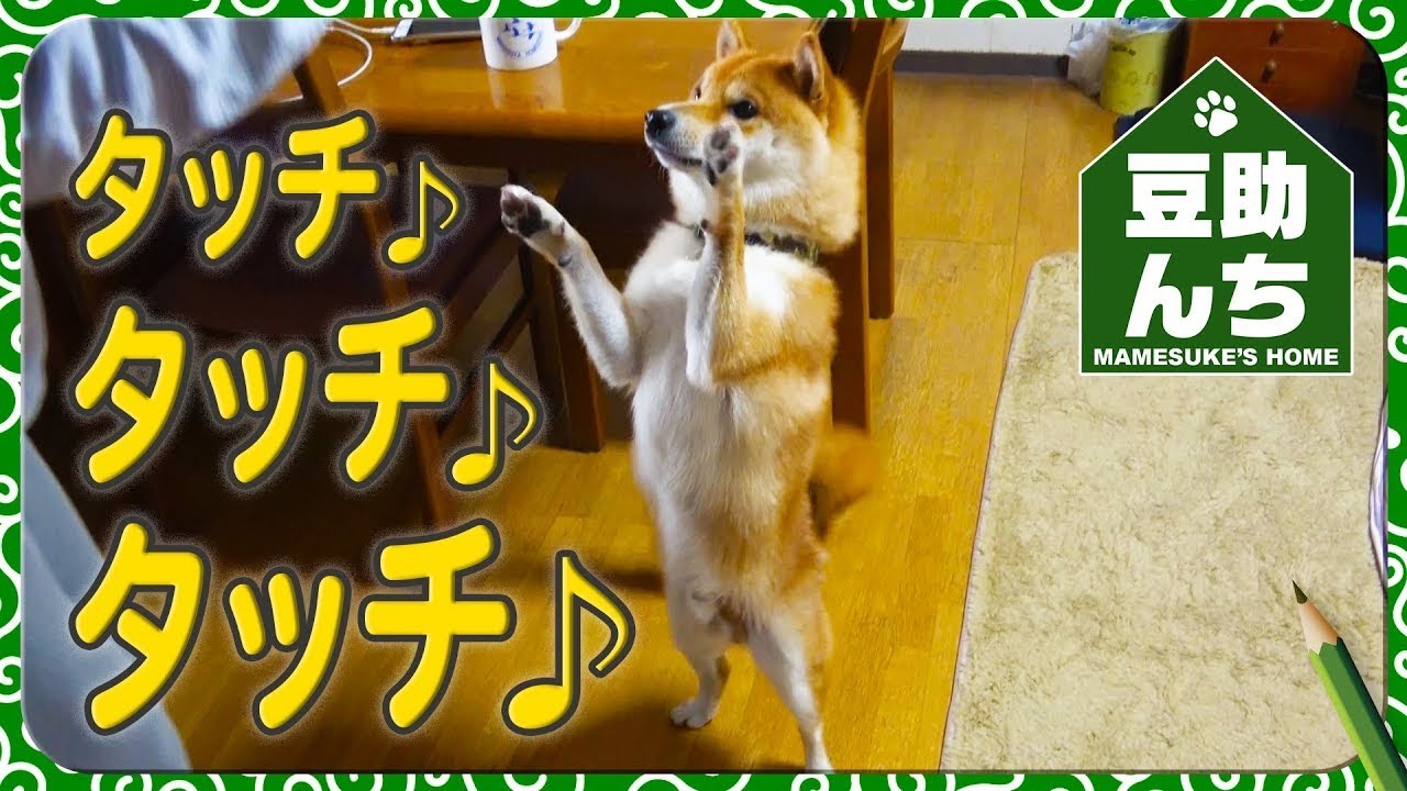 豆助んち049】オカンさんと豆助がタッチ♪タッチ♫タッチ