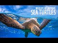 Wildlife Wednesday: Sea Turtles