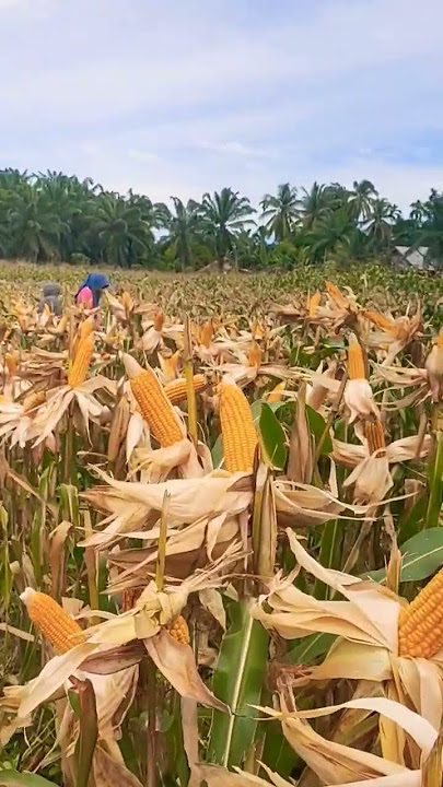 Corn kernels in the drying stage #corn #foodsecurity