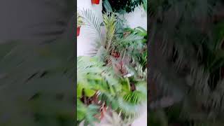 My Balcony Garden 2025 | Small Balcony Garden Ideas &amp; Plants Setup Tour #hanginggarden#viral