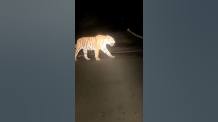HARIMAU JAWA BELUM PUNAH (GUNUNG PEGAT WONOGIRI)