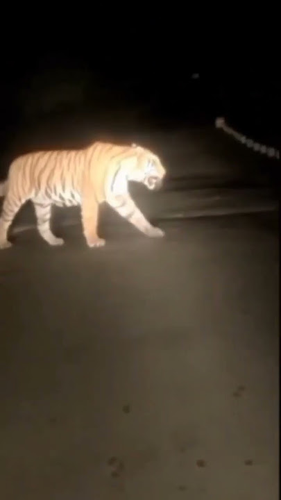 HARIMAU JAWA BELUM PUNAH (GUNUNG PEGAT WONOGIRI)