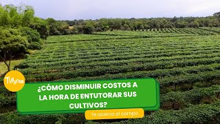 ¿Cómo disminuir costos a la hora de entutorar sus cultivos? TvAgro por Juan Gonzalo Angel Restrepo