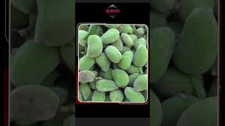 Bademde Dubaiye Ihracat