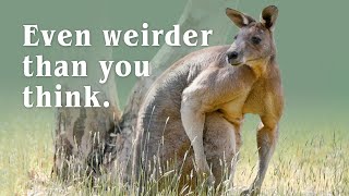 Kangaroos - The Good, the Bad and the Weird