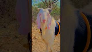 Kisi Gali Me Dumba Aaye Shorts Video Ai #bakra #eid #shorts #viral #video #aishorts #islam #muslim