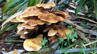 Honey fungus (Armillaria mellea) - October 2020