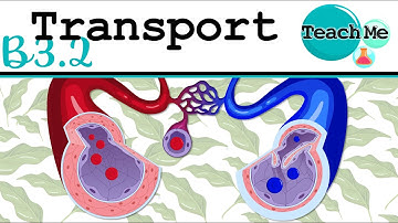 (B3.2) - Transport - IB Biology (SL/HL)