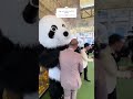 حد شاف الباندا عملت اي اخواتشي باندا اكسبلور مهرجانات ترند فولو الغوريلا 