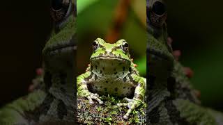 Scientists Thought This Animal Was a Piece of Moss 😳 #ytshorts #shorts