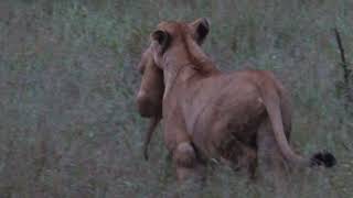 Lioness Carries Cub In Her Mouth