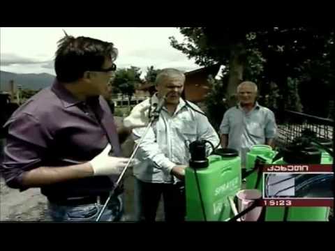 მიშამ ვენახი შეწამლა :დ