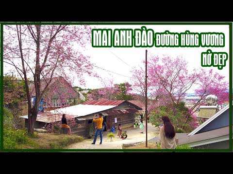 Video Cây mai anh đào đường Hùng Vương nở đẹp, chụp hình rất... - youtube
